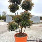 Červienka Fraserova (Photinia fraseri) ´RED ROBIN´ - výška 160-180 cm, kont. C90L PON PON EXEMPLÁR
